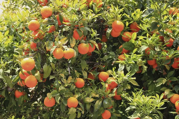 Framed Print : Oranges Hanging on a Tree Print, Sicily, Italy Framed Print : Oranges Hanging on a Tree Print, Sicily, Italy