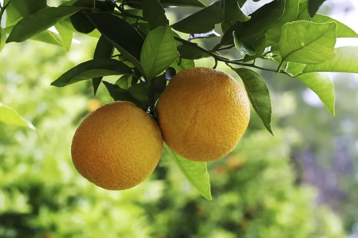 Framed Print : Oranges on a Orange Tree Print Framed Print : Oranges on a Orange Tree Print