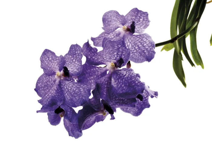 Framed Print : Orchid Print - Exotic Flowers in Bloom Framed Print : Orchid Print - Exotic Flowers in Bloom