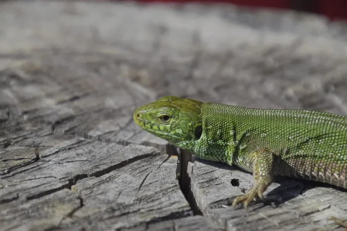 Framed Print : Sand Lizard on Tree Stump Print Framed Print : Sand Lizard on Tree Stump Print