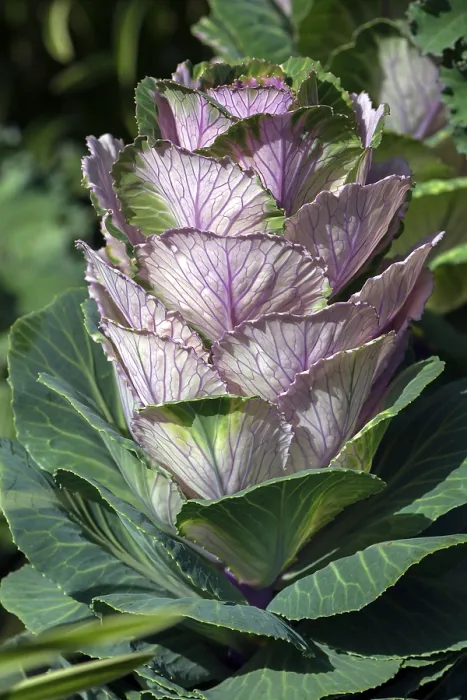Framed Print : Ornamental Cabbage Print, Bavaria, Germany Framed Print : Ornamental Cabbage Print, Bavaria, Germany