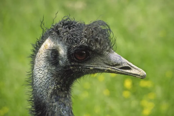 Framed Print : Ostrich Print from imageBROKER