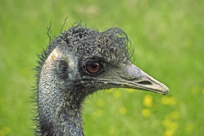 Framed Print : Ostrich Print by imageBROKER Framed Print : Ostrich Print by imageBROKER