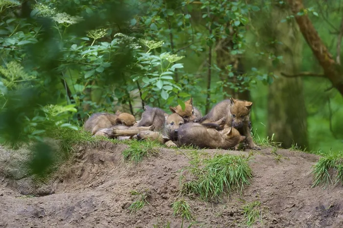 Framed Print : A pack of young wolves resting on a mound Print, Germany Framed Print : A pack of young wolves resting on a mound Print, Germany