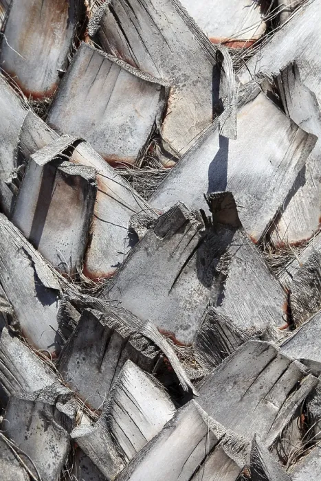 Framed Print : Palm Bark Print Detail Framed Print : Palm Bark Print Detail