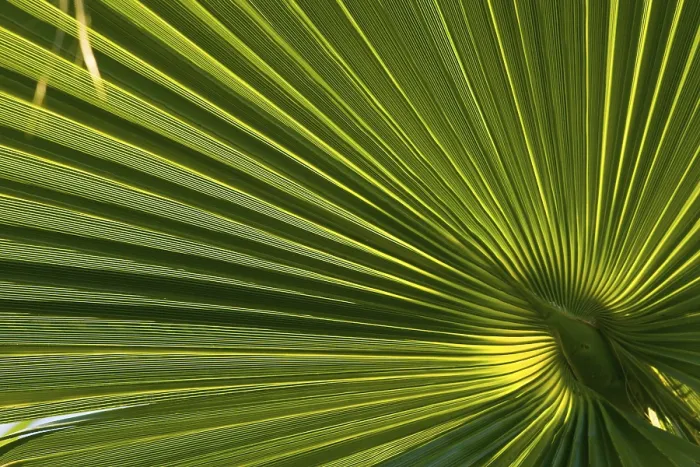 Framed Print : Print of Palm Leaf with Intricate Veins and Edges Framed Print : Print of Palm Leaf with Intricate Veins and Edges