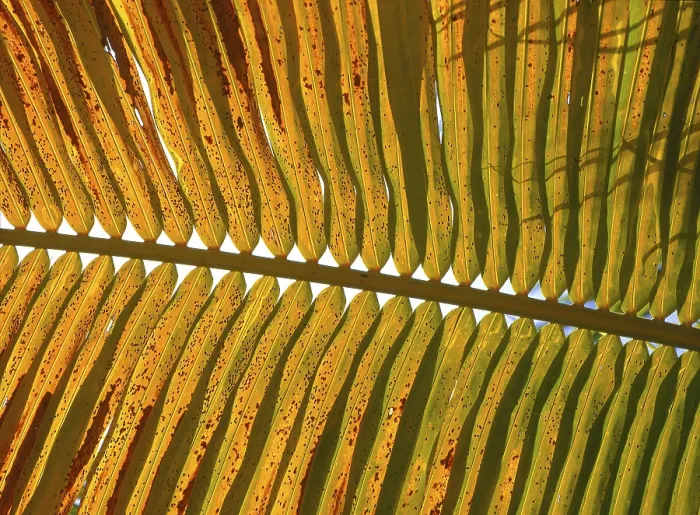Framed Print : Palm Leaf Print Against the Light Framed Print : Palm Leaf Print Against the Light