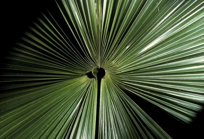 Framed Print : Palm Leaf Print with Radial Rib Structure Framed Print : Palm Leaf Print with Radial Rib Structure