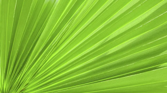 Framed Print : Palm Leaf Texture Print for Background