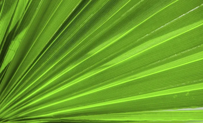 Framed Print : Palm Leaf Texture Print - Natural Background Framed Print : Palm Leaf Texture Print - Natural Background