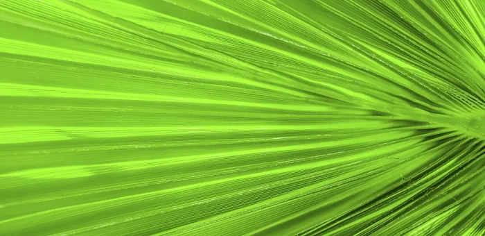 Framed Print : Palm Leaf Texture Print for Background Framed Print : Palm Leaf Texture Print for Background