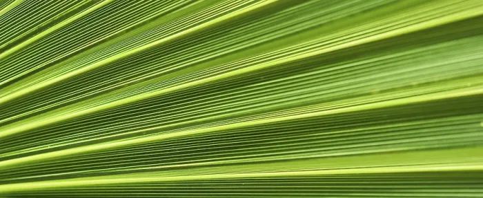 Framed Print : Palm Leaf Texture Print for Tropical Background Framed Print : Palm Leaf Texture Print for Tropical Background