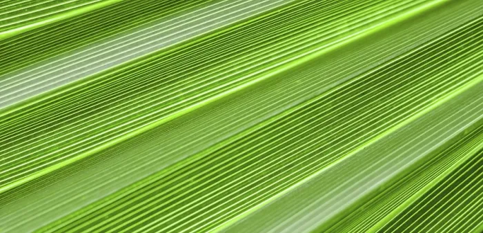Framed Print : Palm Leaf Texture Print for Tropical Background Framed Print : Palm Leaf Texture Print for Tropical Background