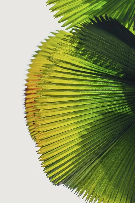 Framed Print : Palm Leaf in Transmitted Light Print Framed Print : Palm Leaf in Transmitted Light Print