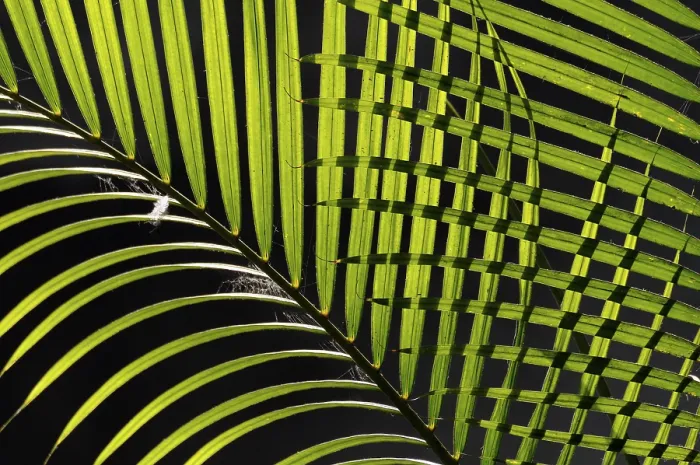Framed Print : Palm Leaves Print, Tropical Pattern Framed Print : Palm Leaves Print, Tropical Pattern