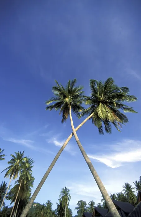 Framed Print : Palm Tree Silhouette Print Framed Print : Palm Tree Silhouette Print