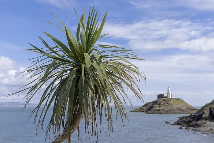 Framed Print : Palm Tree and Lighthouse at Mumbles Head, Wales Print Framed Print : Palm Tree and Lighthouse at Mumbles Head, Wales Print