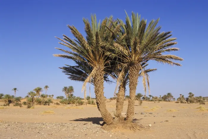 Framed Print : Moroccan Palm Tree Print Framed Print : Moroccan Palm Tree Print