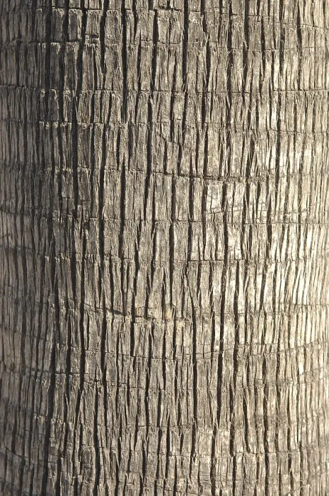 Framed Print : Palm Tree Trunk Print