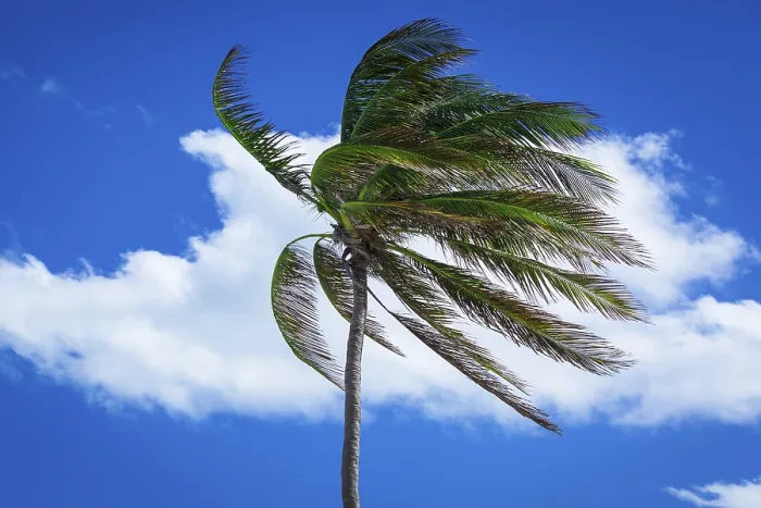 Framed Print : Palm Tree in a Strong Wind Print Framed Print : Palm Tree in a Strong Wind Print