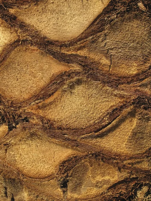 Framed Print : Palm Tree Trunk Close-Up Print Framed Print : Palm Tree Trunk Close-Up Print