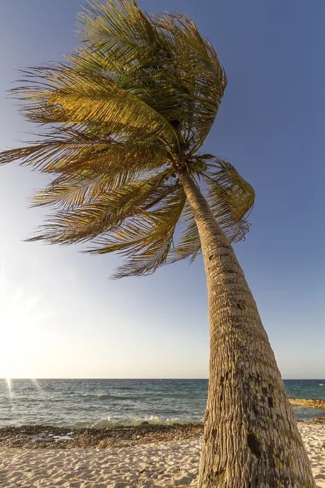 Framed Print : Palm Tree Print on Cuban Beach