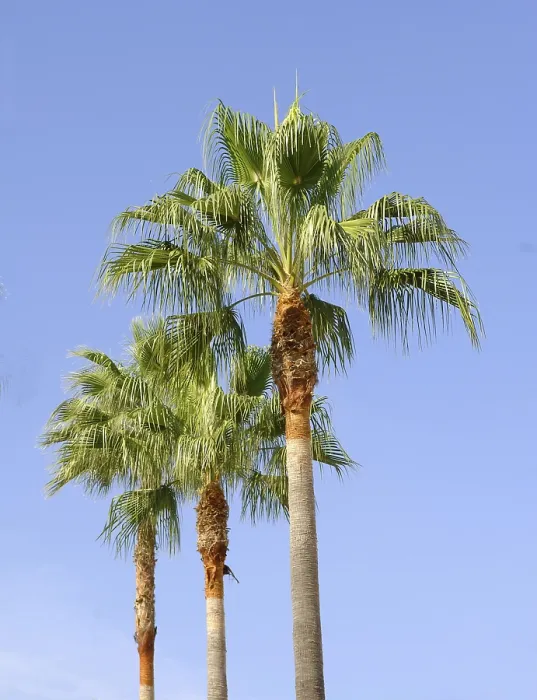 Framed Print : Three Palm Trees Print