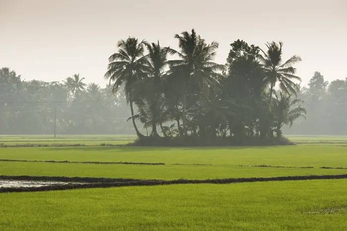 Framed Print : Palm Trees and Paddy Fields Print, Kerala, India