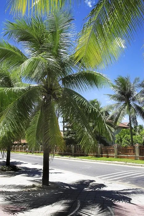 Framed Print : Palm Trees on Sandy Beach Print Framed Print : Palm Trees on Sandy Beach Print