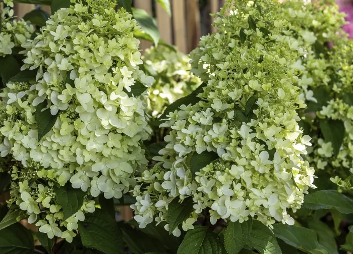 Framed Print : Panicle Hydrangea Print: Flowering in Baden-Wurttemberg, Germany Framed Print : Panicle Hydrangea Print: Flowering in Baden-Wurttemberg, Germany