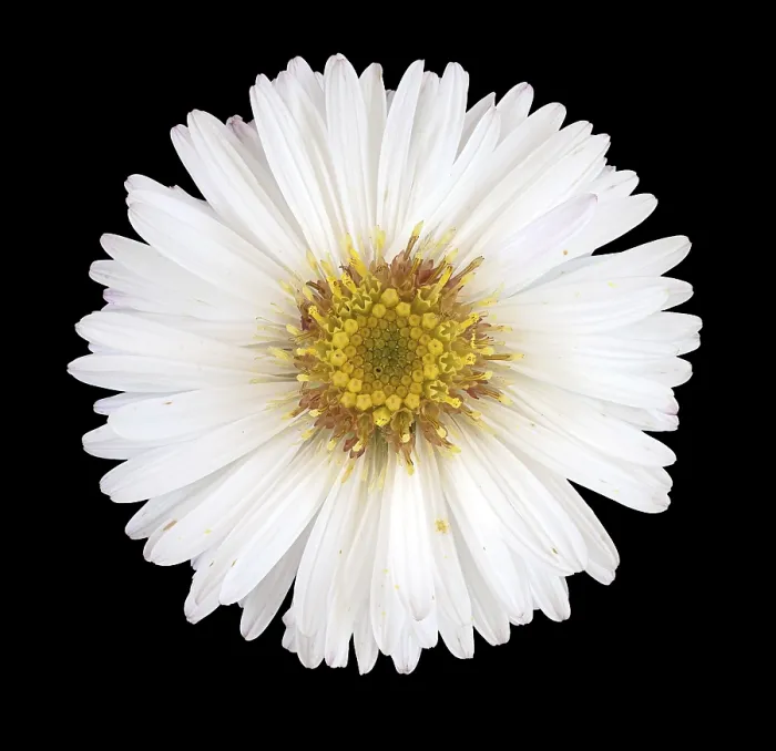 Framed Print : Panicled Aster Print, Germany
