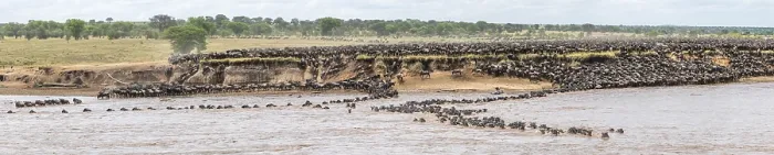 Framed Print : Panorama Print: Wildebeest Migration, Serengeti, Tanzania Framed Print : Panorama Print: Wildebeest Migration, Serengeti, Tanzania
