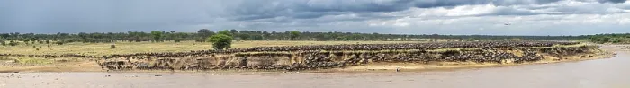 Framed Print : The Great Migration Print, Wildebeest in Mara River, Serengeti Framed Print : The Great Migration Print, Wildebeest in Mara River, Serengeti