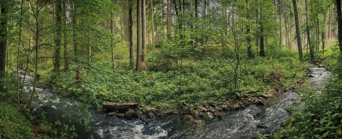 Framed Print : Panorama Print: Quiet River in Green Forest, Kosertal Trail Framed Print : Panorama Print: Quiet River in Green Forest, Kosertal Trail