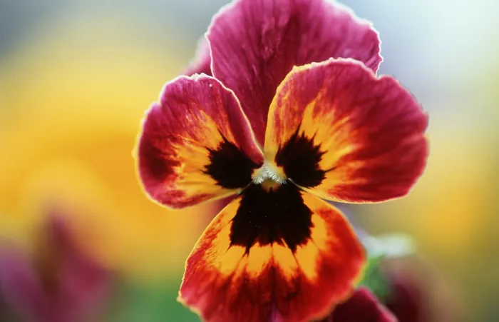 Framed Print : Pansy Print by John Singer Sargent Framed Print : Pansy Print by John Singer Sargent