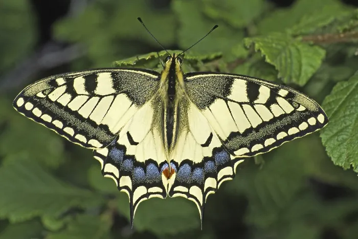Framed Print : Print of Papilio machaon Swallowtail Butterfly Framed Print : Print of Papilio machaon Swallowtail Butterfly