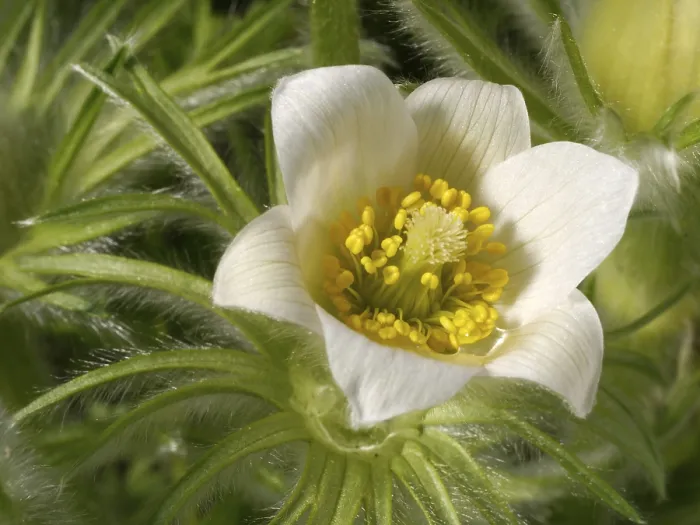 Framed Print : Pasque Flower Print Framed Print : Pasque Flower Print