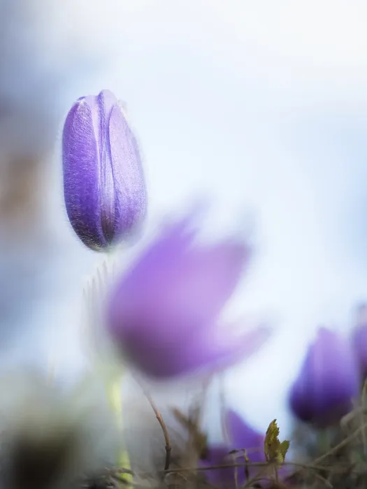 Framed Print : Pasque Flower in Spring Print Framed Print : Pasque Flower in Spring Print