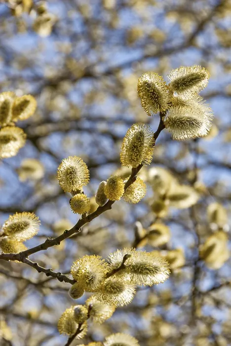 Framed Print : Pasture Tree Blooming in Spring Print Framed Print : Pasture Tree Blooming in Spring Print