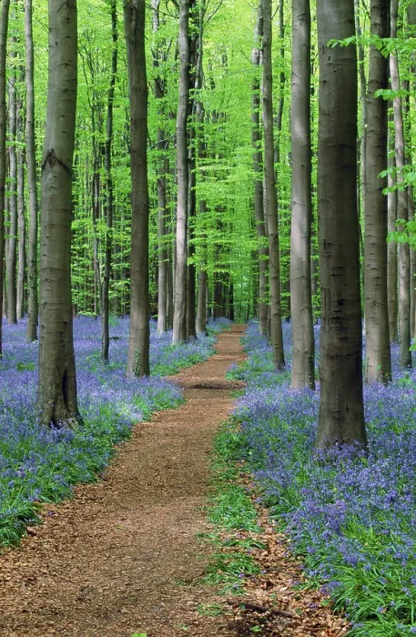 Framed Print : Print of Beech Forest with Bluebells in Spring, Belgium Framed Print : Print of Beech Forest with Bluebells in Spring, Belgium