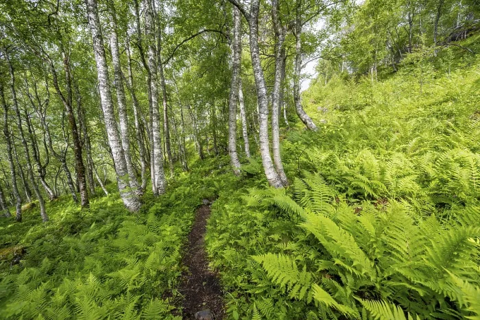 Framed Print : Path between Birch Trees in Norwegian Forest Print Framed Print : Path between Birch Trees in Norwegian Forest Print