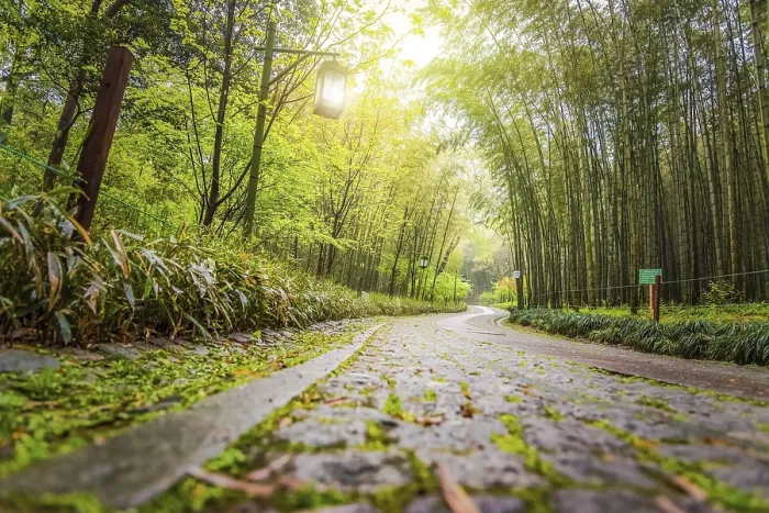 Framed Print : A Path in China with Bamboo Trees Print