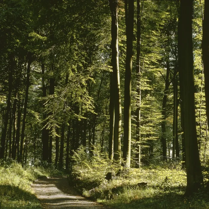 Framed Print : Deciduous Forest Summer Print, Baden-Wurttemberg, Germany Framed Print : Deciduous Forest Summer Print, Baden-Wurttemberg, Germany