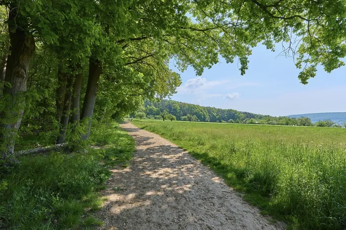Framed Print : Path, Elsenfeld Forest, Spessart, Bavaria Print Framed Print : Path, Elsenfeld Forest, Spessart, Bavaria Print