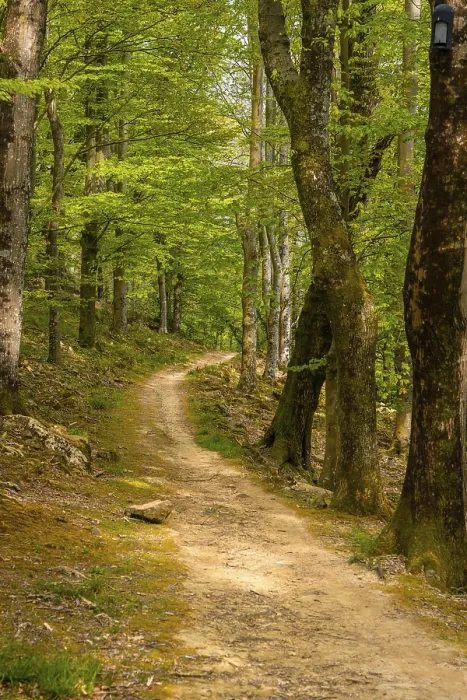 Framed Print : Basque Country Forest Path Print Framed Print : Basque Country Forest Path Print