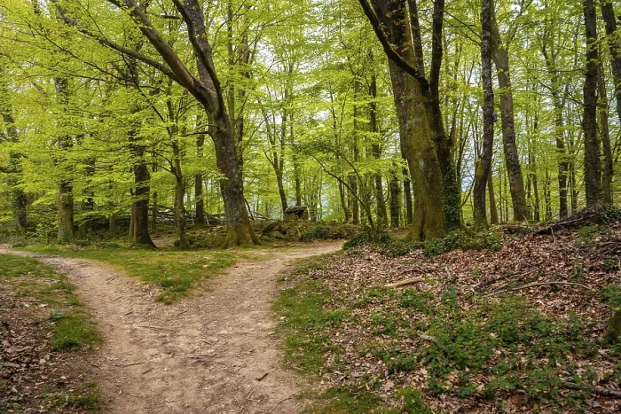 Framed Print : Basque Country Forest Path Print Framed Print : Basque Country Forest Path Print