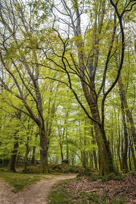 Framed Print : Basque Country Forest Path Print