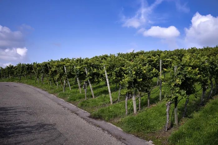 Framed Print : Vineyard Road Print, Stuttgart, Germany Framed Print : Vineyard Road Print, Stuttgart, Germany