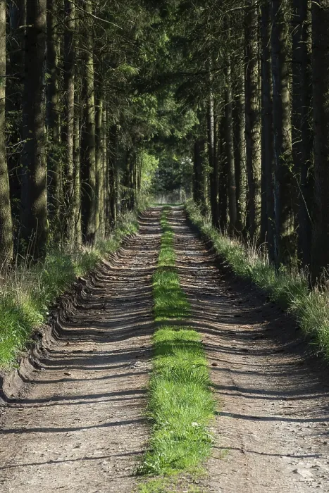 Framed Print : Spring Forest Path Print with Grass Framed Print : Spring Forest Path Print with Grass