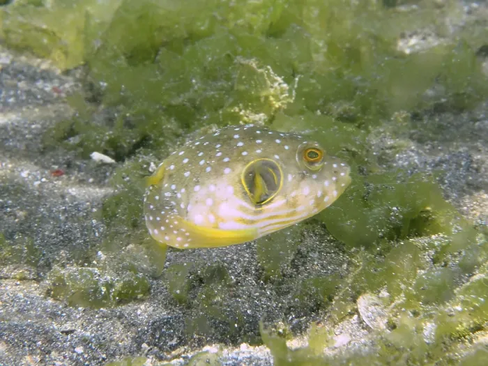 Framed Print : Print of Patterned Pufferfish in Seagrass Framed Print : Print of Patterned Pufferfish in Seagrass